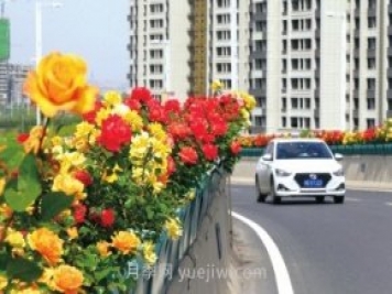 打造市花月季花海！鄭州要用三年時(shí)間建設(shè)月季花城