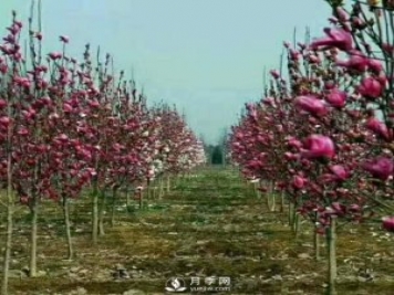 紅玉蘭樹的經(jīng)濟(jì)價(jià)值表現(xiàn)在哪些地方，你了解過嗎？