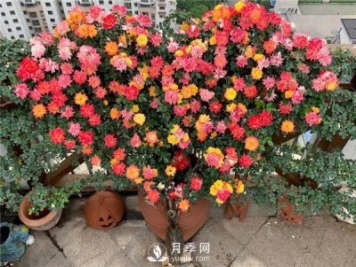 藤彩虹月季的優(yōu)缺點是什么？