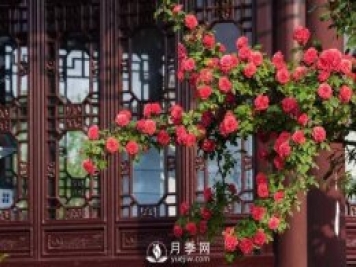 你知道南陽(yáng)為啥被稱為世界月季名城嗎？