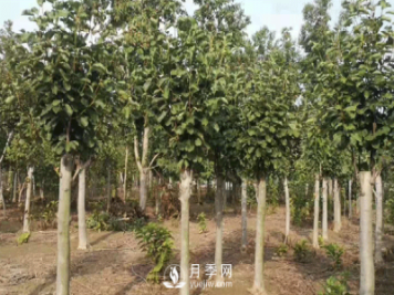 8-15公分紅白黃玉蘭量大，還有嬌紅一號，需要的朋友趕快聯(lián)系哦