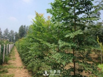 大葉女貞又叫做高桿女貞，苗木基地是如何養(yǎng)護的？