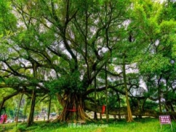 2021花卉苗木行業(yè)最火爆的十種苗木和用途