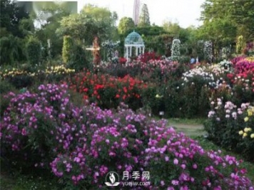 南陽(yáng)月季在花園景觀中的應(yīng)用