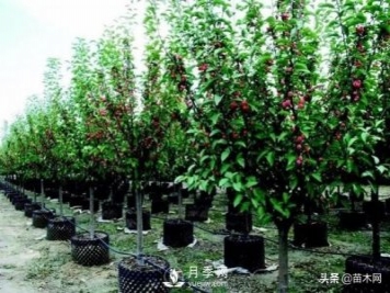 容器苗越來越炙手可熱的原因
