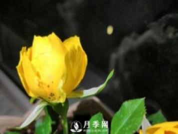 月季花期能不能施肥？用什么肥月季長的好看開花又多？