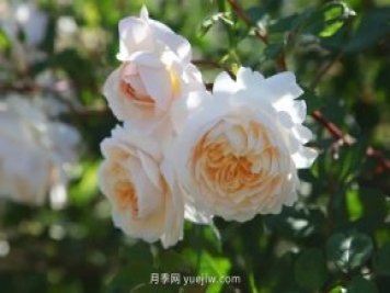 藤本月季憑一己之力撐起了整個花園的顏值，簡直太美了