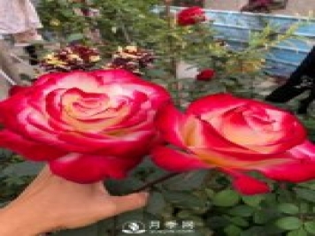 紅雙喜月季，盆栽花卉新寵，香飄滿室，四季有花看