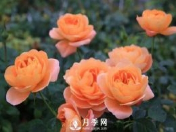 月季萌發(fā)新枝時(shí)，應(yīng)該如何施肥