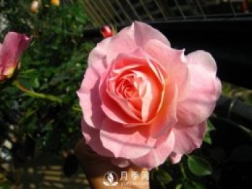 海神王陽臺月季，專為盆栽觀賞而生，四季有花開