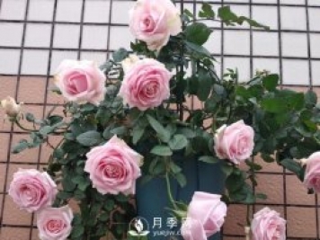 養(yǎng)月季，注意施肥姿勢不對，月季不開花，力氣還白費！
