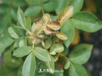 不用藥就能搞定月季紅蜘蛛，簡單方法治葉螨