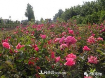 方城縣券橋鎮(zhèn)：發(fā)展月季苗木產(chǎn)業(yè)，助力致富鄉(xiāng)村振興