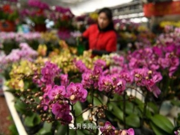 河北石家莊：元旦將至花卉購(gòu)銷(xiāo)旺