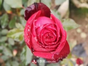 寒冬冰封時 猶有抱枝香 南陽月季何以花開四季？