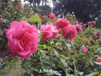 好多年沒到深圳人民公園看月季花展了，不知今年如何