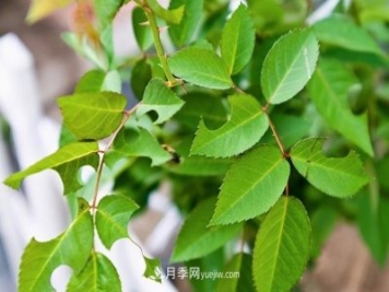 月季遇上切葉蜂，切葉蜂的習性和防治