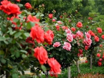 2021年月季人的狀態(tài)：面對(duì)復(fù)雜，保持歡喜