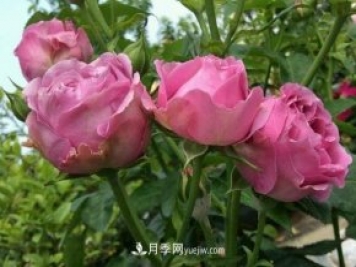 紫霧泡泡月季推薦，花色更是吸引人
