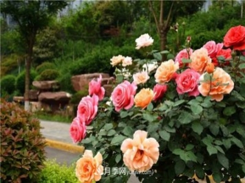 月季花霜霉病怎么預(yù)防和治療？