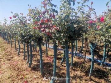 淺談怎么栽種樹狀月季？
