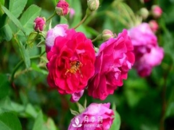冬季該怎么修剪月季花？月季冬季修剪的要點(diǎn)