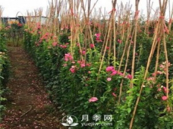 求購藤本月季苗，找月季網(wǎng)基地