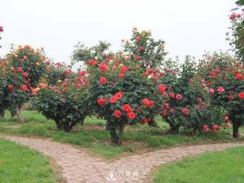 古樁月季樹(shù)不僅觀賞性強(qiáng)更價(jià)格不菲