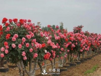 老樁月季花發(fā)芽后怎樣移栽