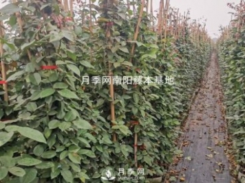 藤本月季養(yǎng)護(hù)攻略，千萬別錯過！