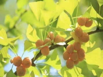 銀杏樹種植開發(fā)前景分析及栽培技術要點