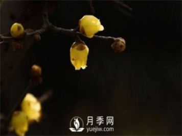 岳陽(yáng)：臘梅獨(dú)自開(kāi) 只為報(bào)春來(lái)