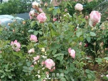 花友都喜歡的月季品種，龍沙寶石，適合做月季花門
