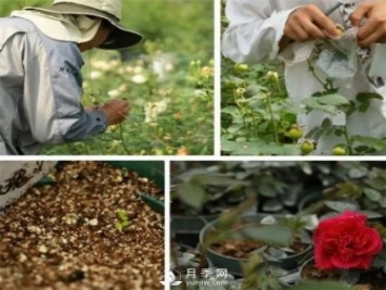 天狼月季，始終走在育種路上