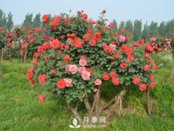 古樁月季樹(shù)緣何身價(jià)不斷翻倍？！