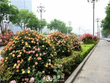 造型月季風(fēng)靡綠化行業(yè)，展現(xiàn)驚艷美化效果！