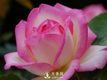 滅蚊器可以殺死月季上的蚜蟲嗎？月季蚜蟲防治方法