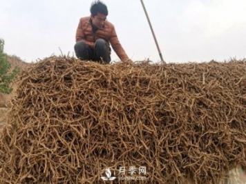 收購加工中藥材一年純利潤100多萬元，比種藥材要強(qiáng)多了