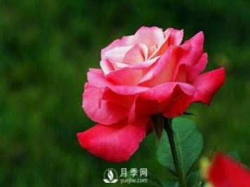 盆栽月季使用多少樹皮合適？
