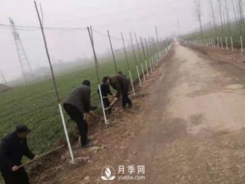 南陽唐河：三個高標(biāo)準(zhǔn)推進造林綠化高質(zhì)量