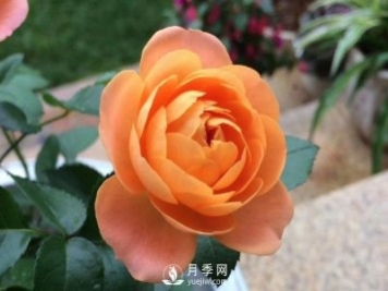 看到我修剪月季，鄰居說種月季多會破財，建議全砍掉