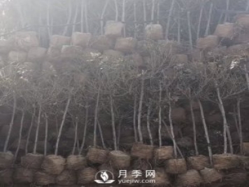 3千棵棒棒糖月季和3公分月季樹(shù)為湖州安吉縣增添美景