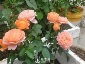 地栽的月季苗，想移栽到盆里，那么該怎么辦