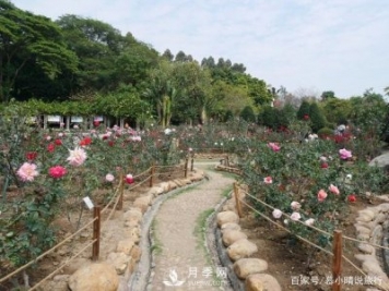 廣州“五彩繽紛”的月季花園，開(kāi)滿全園，游客贊道太美了