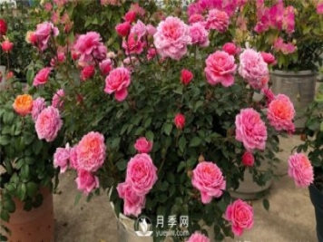 推薦10個陽臺月季品種，小陽臺的微型月季清單