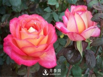 如何養(yǎng)護好淄博月季花