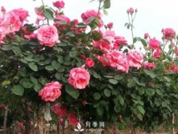 月季新葉卷曲枯萎，對(duì)癥下藥教您防治