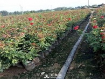 南陽(yáng)盆花月季種植技巧