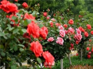 樹狀月季黑斑病的病理及防治方法是什么？