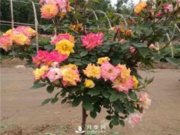 盆栽月季樹(shù)如何栽培？月季網(wǎng)告訴你
